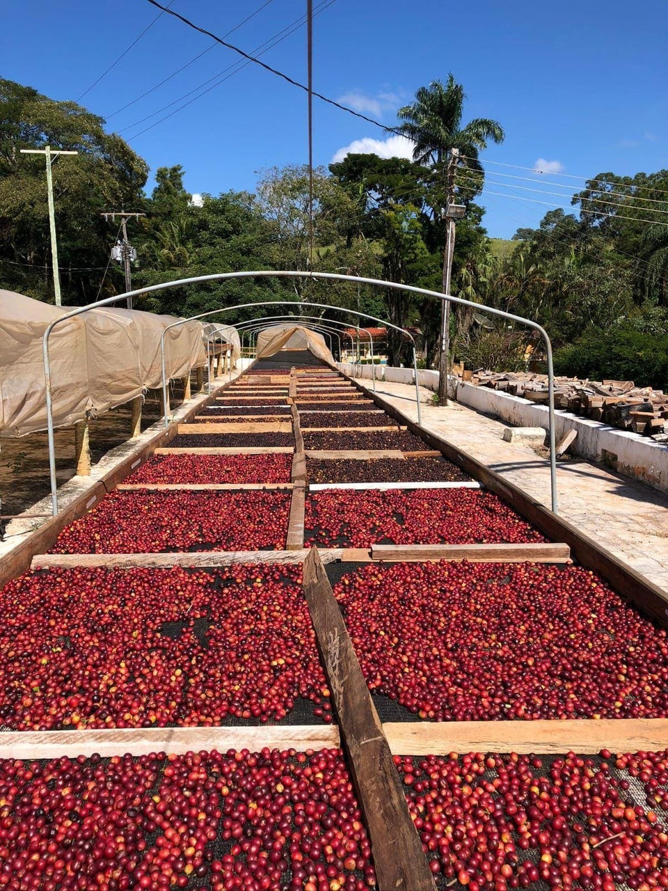 Café secando em terreiros suspensos da Fazenda Caxambu e Aracaçu