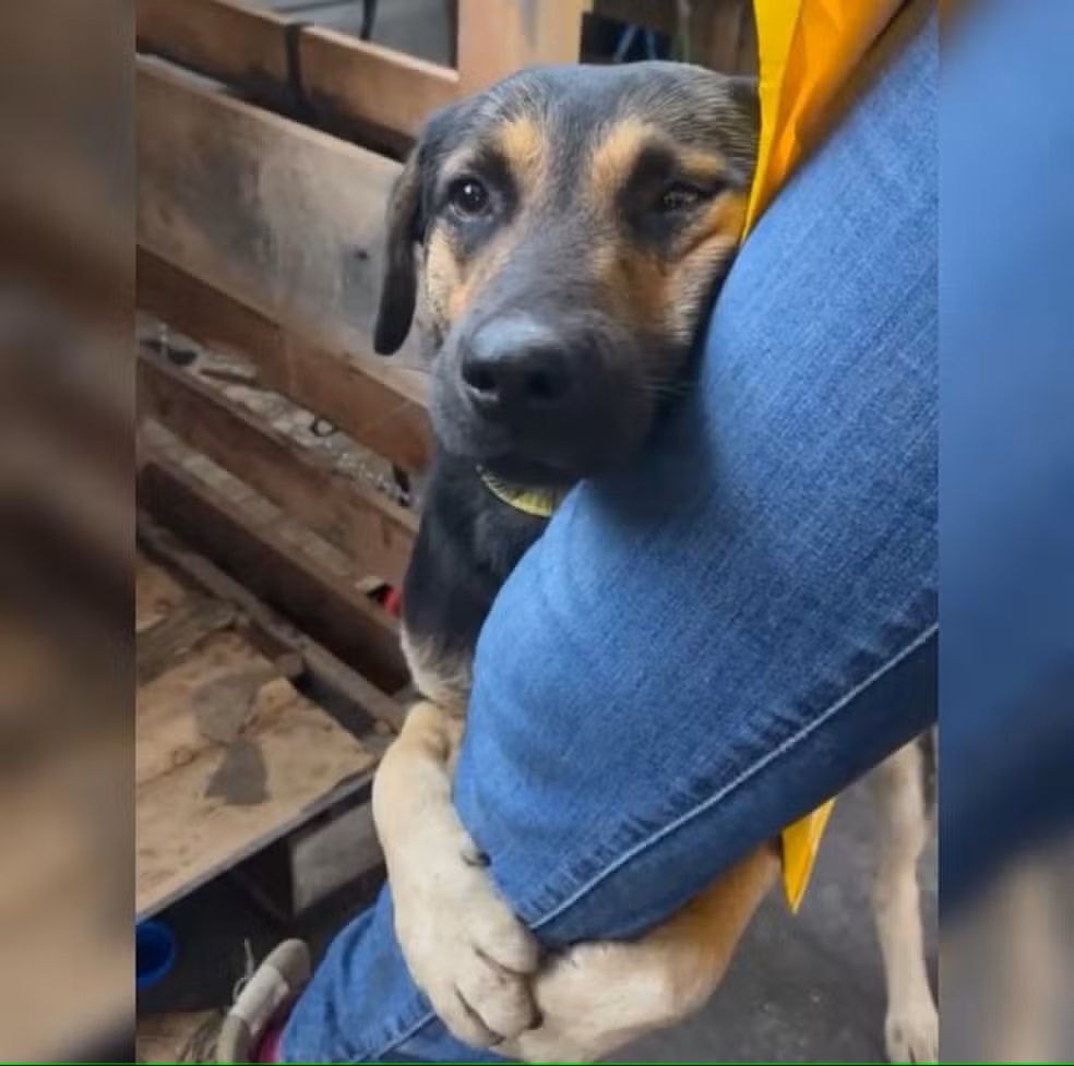 Cachorro abraça perna de veterinária após resgate no RS