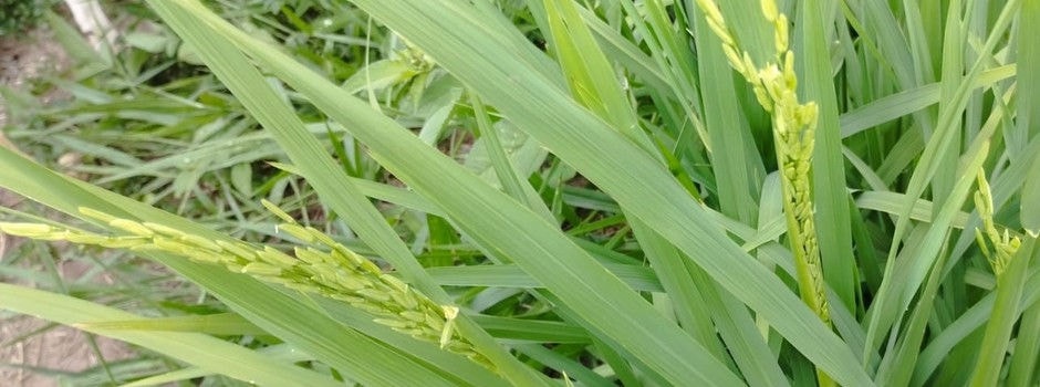 Governo quer ampliar produção de arroz para outros Estados 