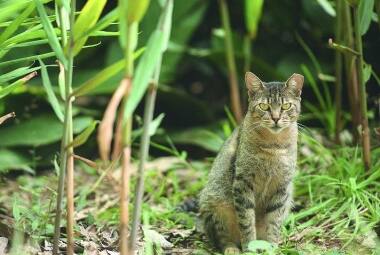 Mais de 300 gatos vivem no Parque Municipal de BH 
